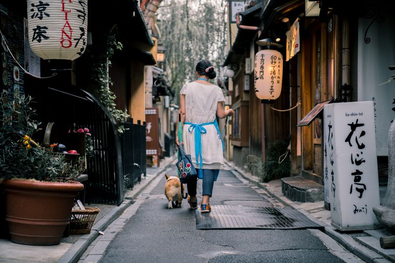 京都の路地をお散歩するコーギー